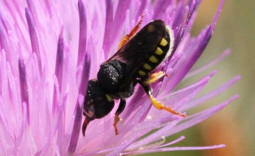 Pseudoanthidium sp.